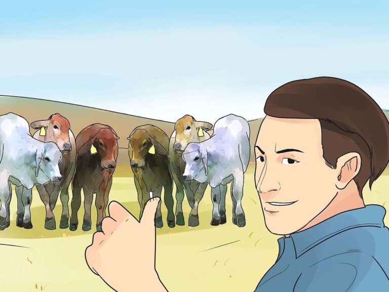 Comment débuter l’élevage bovin dans votre propre ferme ?