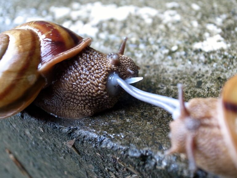 Comment démarrer votre propre élevage d&rsquo;escargots à la maison