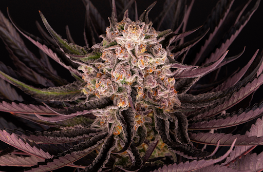 fleur de cannabis