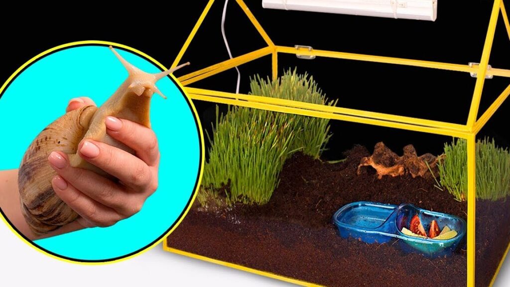 Comment créer un habitat pour escargots géants dans votre jardin
