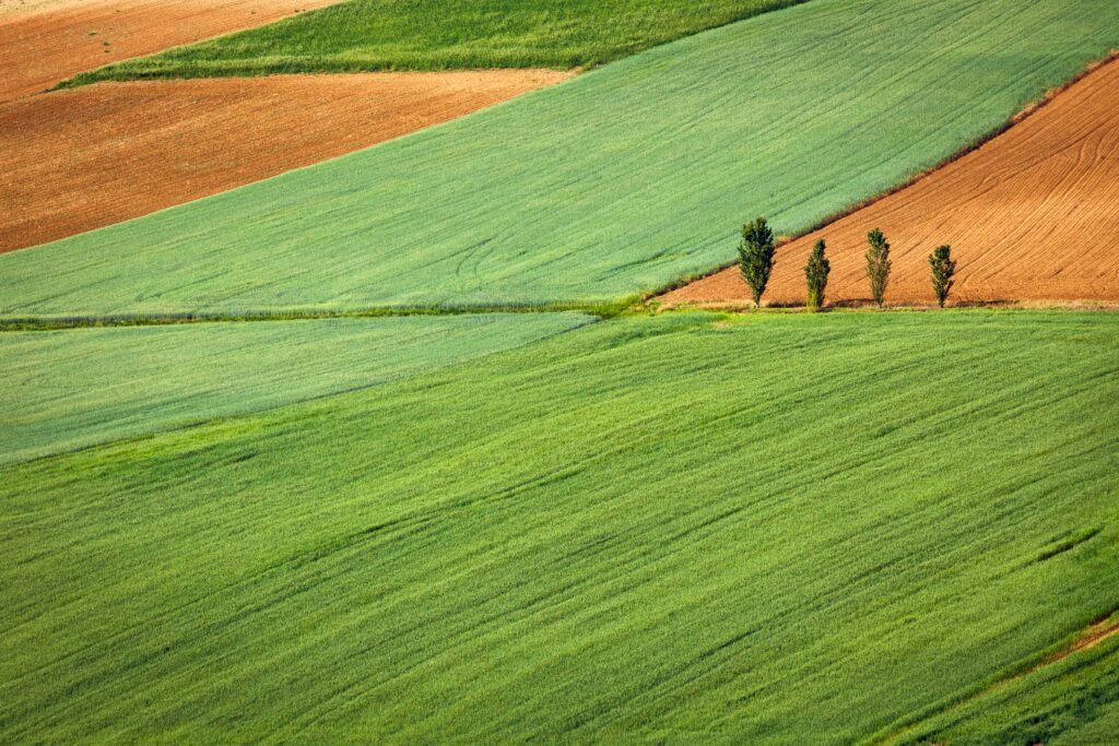 champs verts